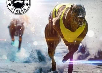 Greyhound Streak